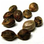 Семена марихуаны АК-47  (Seeds AK-47) в Краснообске